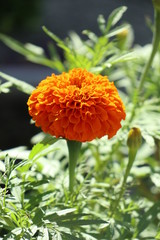 マリーゴールド