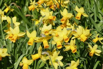 Gelbe Narzissen, Narzissenbl&uuml;te  (Narcissus Pseudonarcissus), Deutschland
