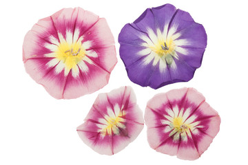 Pressed and dried delicate transparent bindweed flowers isolated on a white background. For use in scrapbooking, floristry, or herbaria