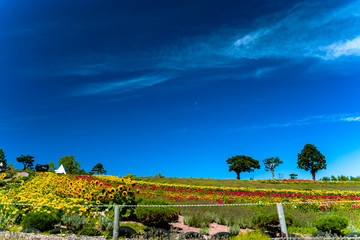 Obraz premium 咲き誇る花畑