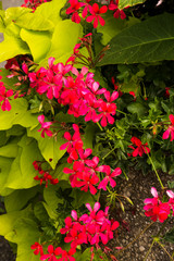 red and yellow flowers