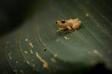 Pygmy rain frog on leaf black background