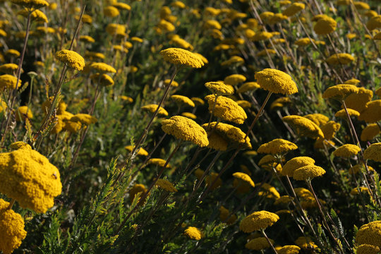 Closeup of yellow flowers of tansy on a farm field