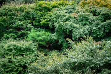 Fototapeta na wymiar 京都・東福寺の通天橋から見た、眼下に広がる青紅葉と新緑の木々