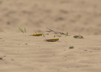 Close-up of an Migratory locust swarm sitting on desert.Locusts are related to grasshoppers
