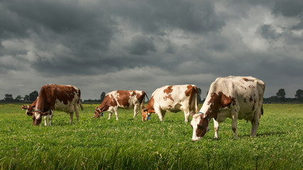 Dutch cows grazing in a green meadow in beautiful sunlight with storm clouds