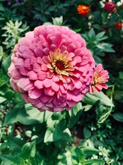 Fototapeta premium pink dahlia flower