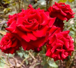 red roses in garden