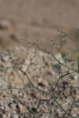 Miniscule Pink and white inflorescences comprise the bloom of Flatcrown Buckwheat, Eriogonum Deflexum, Polygonaceae, native herbaceous annual near Twentynine Palms, Southern Mojave Desert, Springtime.
