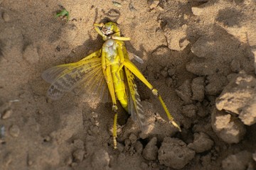 Close-up of an Migratory locust swarm sitting on desert.Locusts are related to grasshoppers