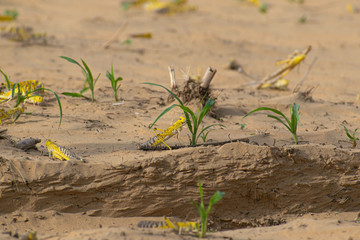 Close-up of an Migratory locust swarm sitting on desert.Locusts are related to grasshoppers