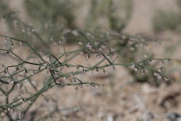 Miniscule Pink and white inflorescences comprise the bloom of Flatcrown Buckwheat, Eriogonum Deflexum, Polygonaceae, native herbaceous annual near Twentynine Palms, Southern Mojave Desert, Springtime.