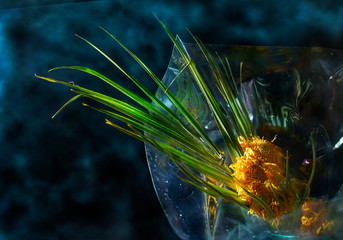 Dead flower in a vase decaying plastic wrap rainbow colors dark background closeup. Glass...