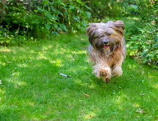Naklejka na ściany i meble Tibetan Terrier running in the garden