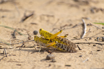 Close-up of an Migratory locust swarm sitting on desert.Locusts are related to grasshoppers