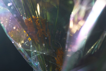 Dead flower in a vase decaying plastic wrap rainbow colors dark background closeup. Glass...