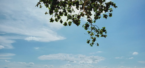 tree in the sky