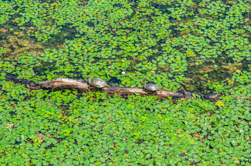 甲羅干しする亀