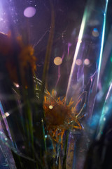 Dead flower in a vase decaying plastic wrap rainbow colors dark background closeup. Glass...
