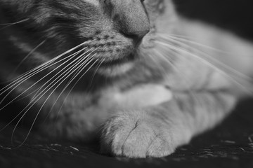 Detail Cat