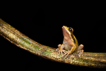Masked Tree Frog on branch liana black background