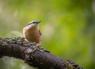 Red-breasted nuthatch