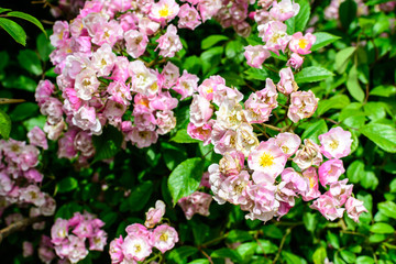 Bush with many delicate white and pink roses in full bloom and green leaves in a garden in a sunny summer day, beautiful outdoor floral background photographed with soft focus.