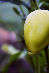 Juicy green pepper in the morning on a cloudy day.