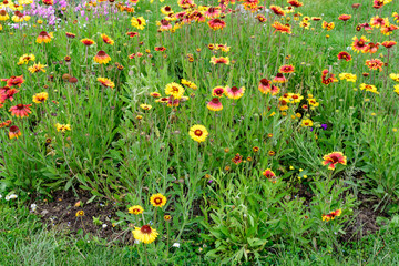 Many vivid red and yellow Gaillardia flowers, common name blanket flower, and blurred green leaves in soft focus, in a garden in a sunny summer day, beautiful outdoor floral background.