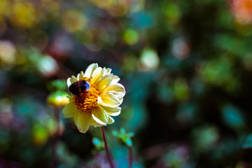 可憐に咲く花に蜂