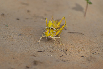 Close-up of an Migratory locust swarm sitting on desert.Locusts are related to grasshoppers
