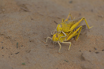 Close-up of an Migratory locust swarm sitting on desert.Locusts are related to grasshoppers