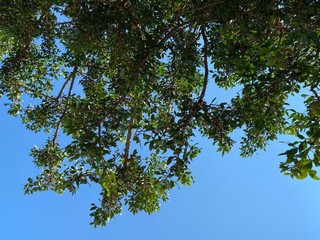 tree branches against blue sky