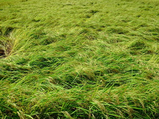 稲の倒れた夏の豊作の田圃