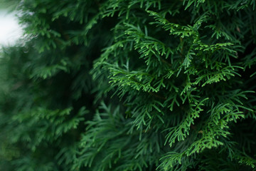 Fototapeta na wymiar Crown of green thuja, macro photo