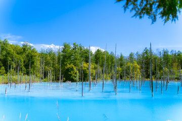 Sacred place of shrine and torii