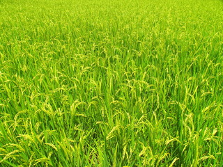 真夏の豊作の田圃