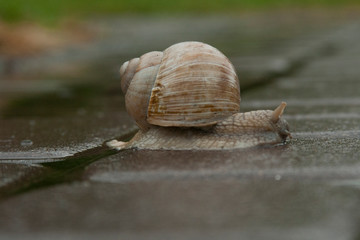 A large snail crawls on the wet asphalt
