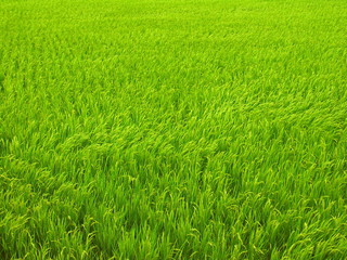 上から見た風のある稲穂の付き始めた夏の青田風景