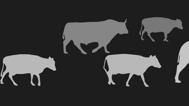 Silhouettes of bulls and cows walking on the grey background, animation