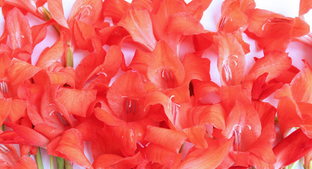 Scarlet gladiolus flowers close-up. Solid floral background.