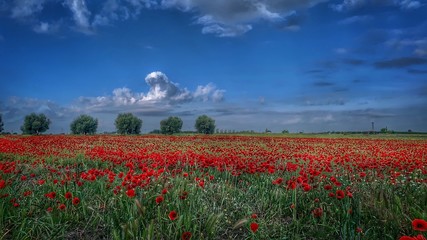 A large field of poppies 