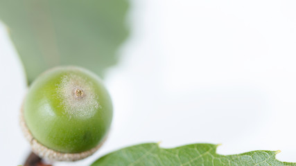 青いドングリの実と葉