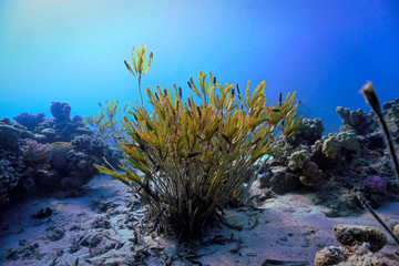 Algea at the coral reef. From a scuba dive in the Red sea in Egypt.