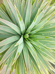 Closely Captured The Beauty Of Soft Leaves Yucca Gloriosa