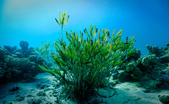 Algea at the coral reef. From a scuba dive in the Red sea in Egypt.