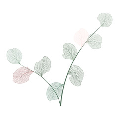 Branch with leaves vein eucalyptus. Vector illustration.