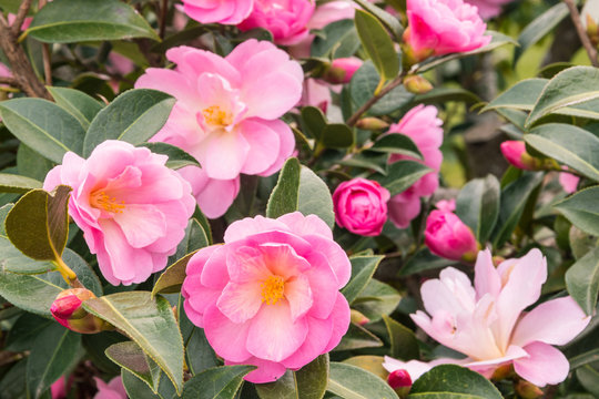 pink camellia bush with flowers in bloom and buds background