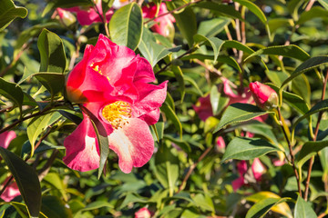 Obraz na płótnie Canvas red sasanqua camellia bush with flowers in bloom and blurred background