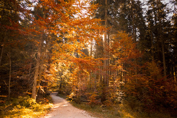 Herbst im Wald